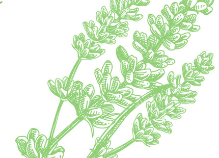 Arm & Hammer Natural Essentials Deodorant Fresh Rosemary Lavender 2.5oz (6 Pack) - Personal Care > Bath Body