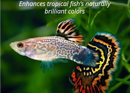 TetraMin Tropical Flakes Color Enhancing Fish Food Diet Balance 7.06oz (3 Pack) - Pet Supplies >